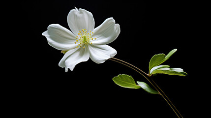 Fototapeta na wymiar A white flower with green leaves on a white background.