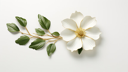 A white flower with green leaves on a white background.