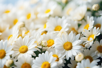 Fototapeta premium A bouquet of beautiful white daisies close-up with blur. Summer chamomile background. Generated by artificial intelligence
