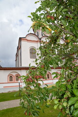 Russia, Valdai, Iversky monastery, apple tree with apples