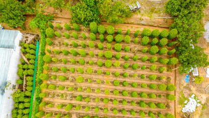 Aerial view of Black pepper plant in Phu Quoc island, Vietnam