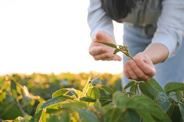 Caucasian female farm worker inspecting soy at field summer evening time. - obrazy, fototapety, plakaty