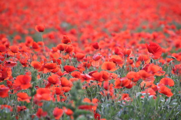 red poppies in the field in springtime