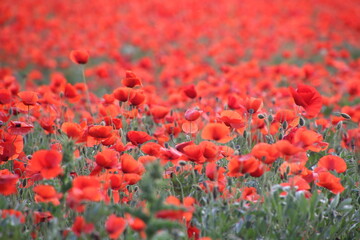 red poppies in the field in springtime © Elsa