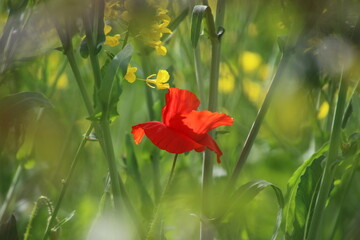 red poppie in the field in springtime © Elsa
