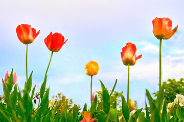 Red yellow delicate tulips, red flowers on a green lawn, sky