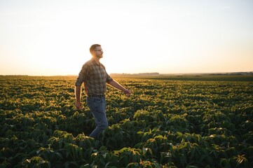 Fototapeta premium Agronomist inspecting soya bean crops growing in the farm field. Agriculture production concept. young agronomist examines soybean crop on field in summer. Farmer on soybean field