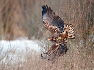 White-tailed eagle (haliaeetus albicilla)