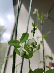 Pea plants and flowers on a balcony