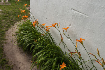 Orange lily flower on a background clay wall