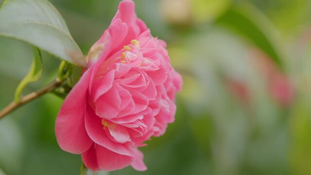 Beautiful Pink Camellia Japonica In Garden. Pink Camellias Flower Symbolize Greatness Of Soul. Close up.