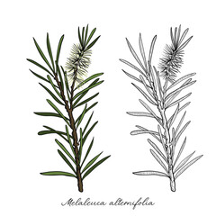 vector drawing tea tree branch, Melaleuca alternifolia, hand drawn illustration