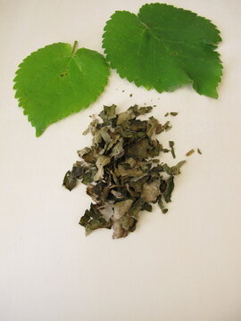 Fermented white mulberry leaves for black mulberry leaf tea, Morus alba