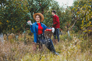 Fototapeta premium A young woman in a hat harvests juicy red apples. A woman holds a wicker basket with apples. Apple orchard