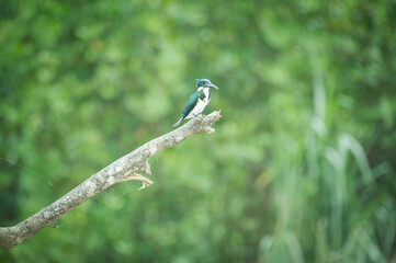 Amazon Kingfisher (Chloroceryle amazona) on a perch, Costa Rica