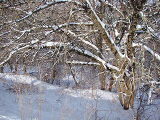 A panorama of snow-covered trees in the depths of forest thickets under the rays of a bright frosty sun illuminating snowdrifts on frozen grass.