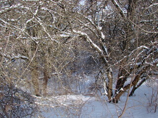 A panorama of snow-covered trees in the depths of forest thickets under the rays of a bright frosty sun illuminating snowdrifts on frozen grass.