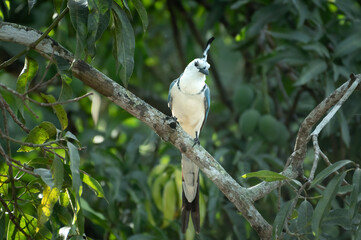 White-throated Magpie-Jay (Calocitta formosa), Costa Rica