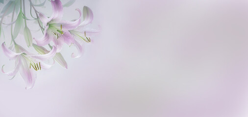 Fototapeta premium Delicate purple lilies. pastel delicate colors. Flat view. Banner. Lots of free space.