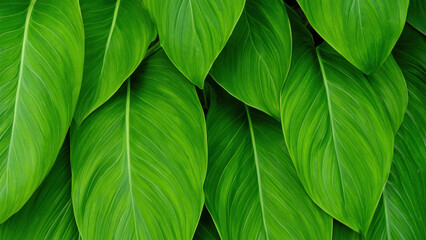 large green leaf background, green background