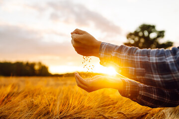 Grains of wheat in hands of the farmer. Crop of oats in male's hands. The idea of a rich harvest....