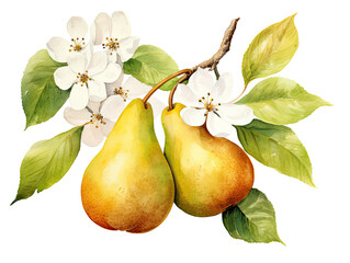 Watercolor Pear Isolated, Aquarelle Ripe Fruit and Flowers, Creative Watercolor Pears on White