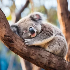 Schilderijen op glas Cute koala sleep on a tree © Aly