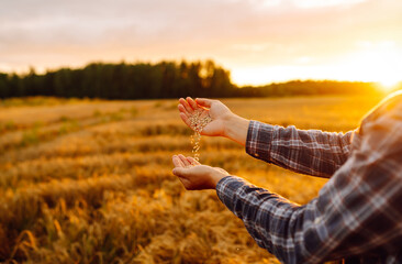 Grains of wheat in hands of the farmer. Crop of oats in male's hands. The idea of a rich harvest....