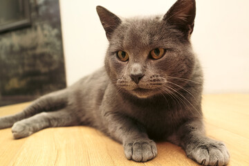 Playful British Short hair cat rolling on the floor. A large lazy shorthaired British gray cat lies on a wooden floor