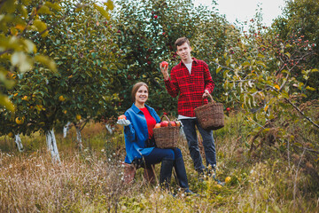 Naklejka na ściany i meble A woman and a man work in an apple orchard, she picks apples, he holds a box. Young people are harvesting apples, happy to have a rich harvest. Apple orchard fruit is hard work. A family affair