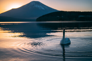 山中湖の白鳥