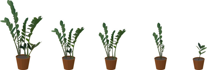 Zamioculcas in a pot. Plants at different stages of development. Vector illustration.