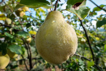 Frutos Maduros: Marmelos amadurecendo na árvore num dia outonal