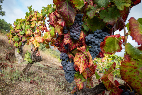 Vinha com uvas pretas maduras prontas para a degusta&ccedil;&atilde;o ou para a colheita