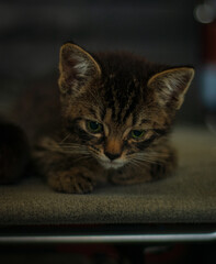 Fototapeta premium cat on the couch