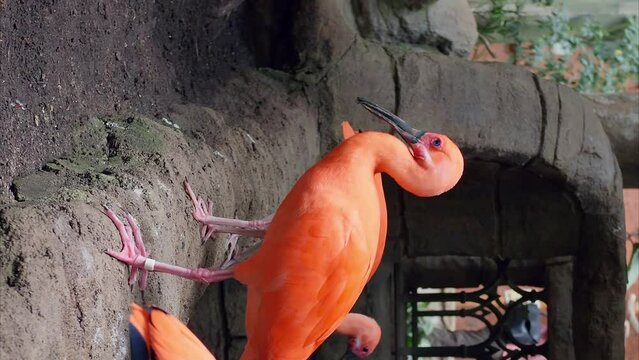 Observing red ibises at zoo vertical video close-up exotic avian world Red ibises represent splendor of bird life. Red ibises example of wildlife's colorful and diverse natural beauty.