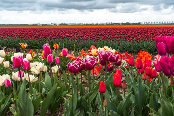 Colorful tulips in an agricultural field under a cloudy sky in spring