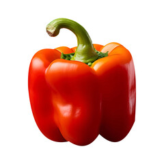 Vector red paprika, fresh color sweet pepper isolated on white background