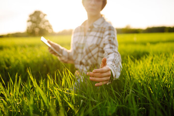 A woman farmer with a modern tablet evaluates the shoots with her hand, green sprouts of wheat in...