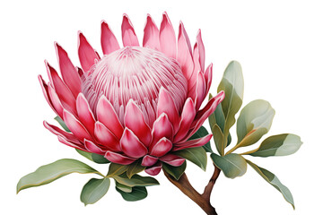 a single protea flower, hand-painted style, isolated background, transparent, protea cynaroides, national flower of south africa