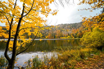 Landscape in autumn at Feldberg in the Black Forest. Feldbergsteig hiking trail. Nature at Feldsee in the Breisgau-Hochschwarzwald district in Baden-Württemberg.	