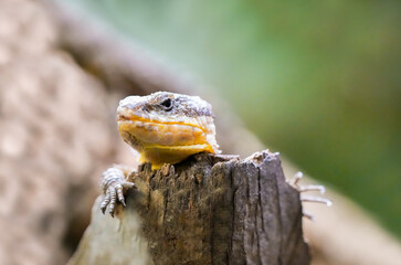 Portrait of a gecko. Animal in close-up.
