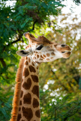 Portrait of a young giraffe against a green background. Animal posters.
