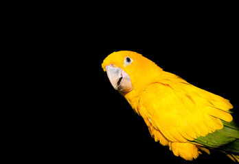 Portrait of a golden parakeet. Bird in close-up. Guaruba guarouba.
