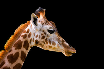 Portrait of a young giraffe against a black background. Animal posters.

