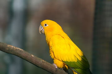 Portrait of a golden parakeet. Bird in close-up. Guaruba guarouba.
