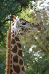 Portrait of a young giraffe against a green background. Animal posters.
