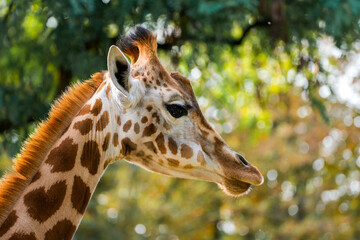 Obraz premium Portrait of a young giraffe against a green background. Animal posters. 