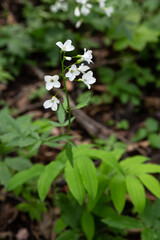Cardamine plant