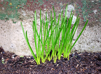 Dolden Milchstern - Ornithogalum umbellatum